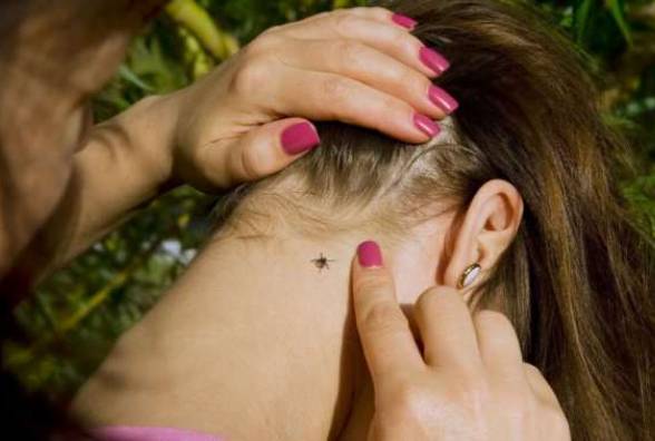 КЛІЩІ- ЩО ВАРТО ЗНАТИ!